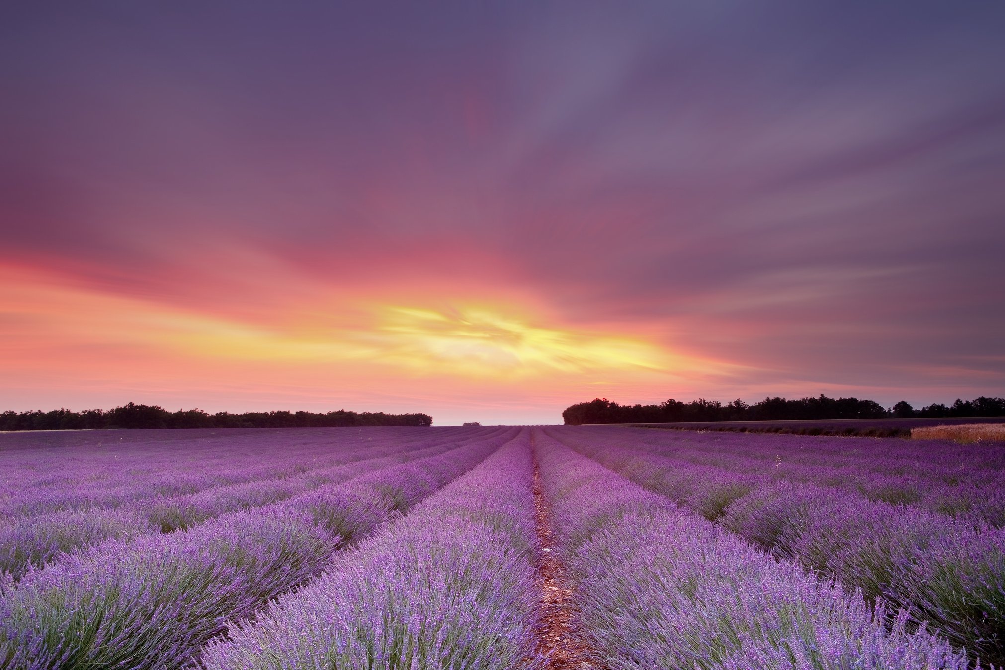 Lavender Sunset