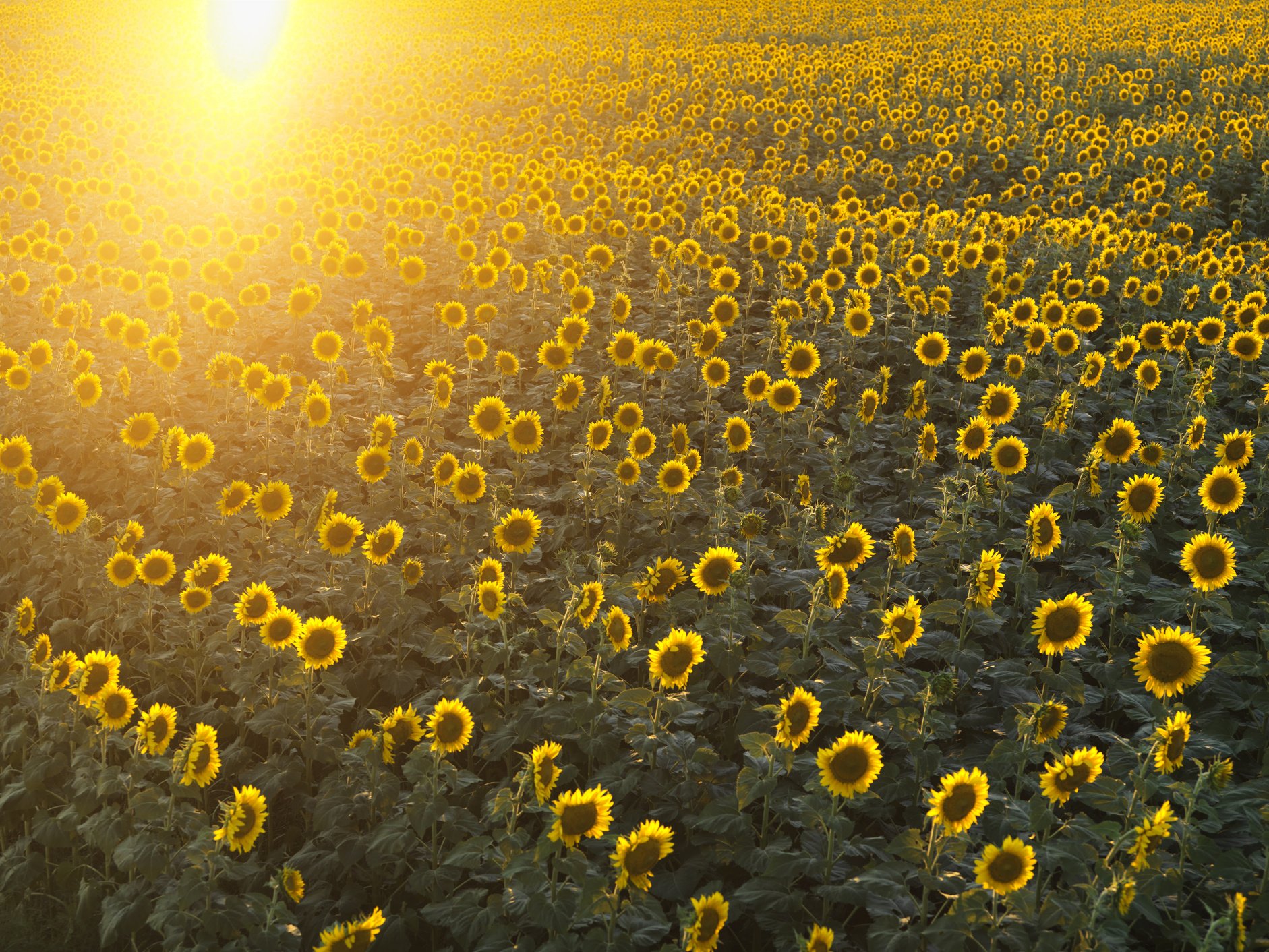 Sunflower Field.